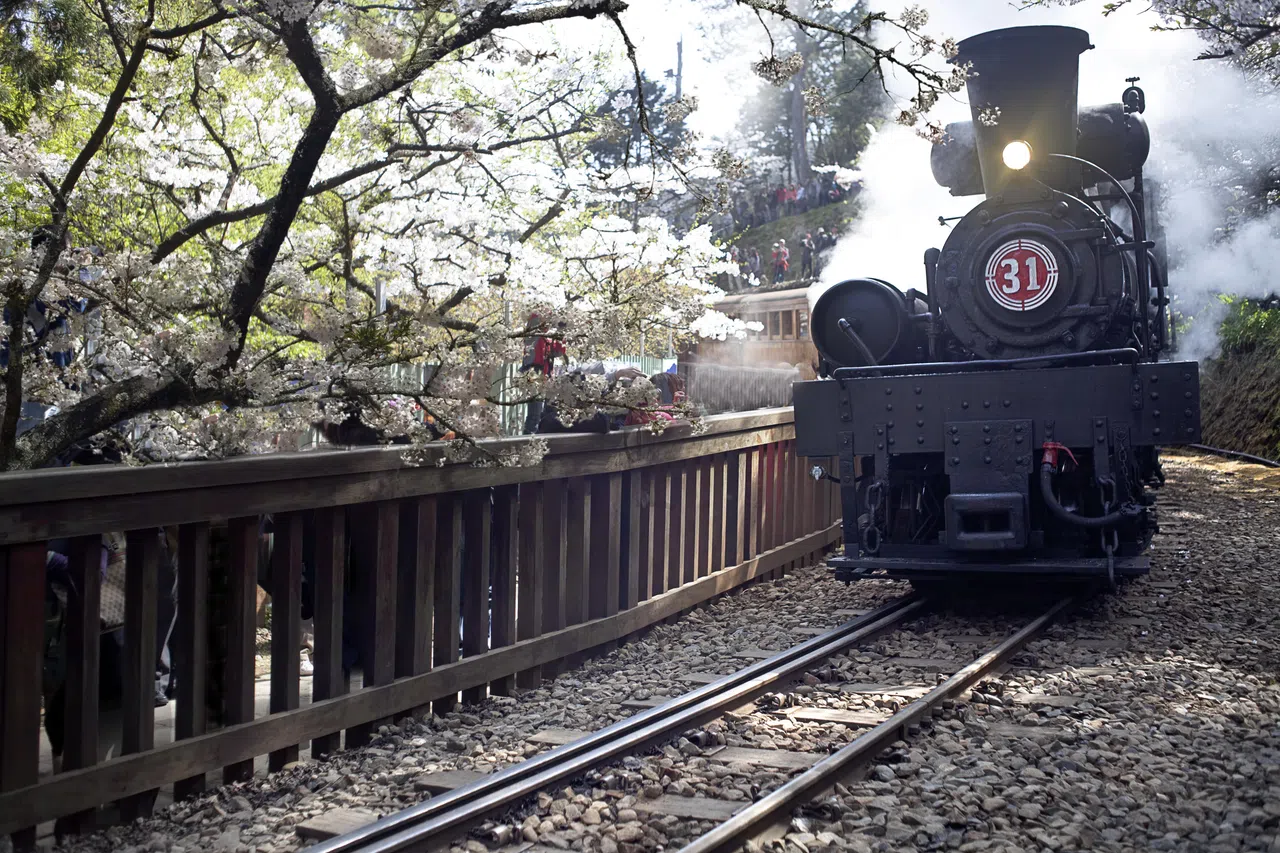 台湾阿里山从3月中开始，有八重樱、吉野樱等可观赏。（Skyscanner提供）