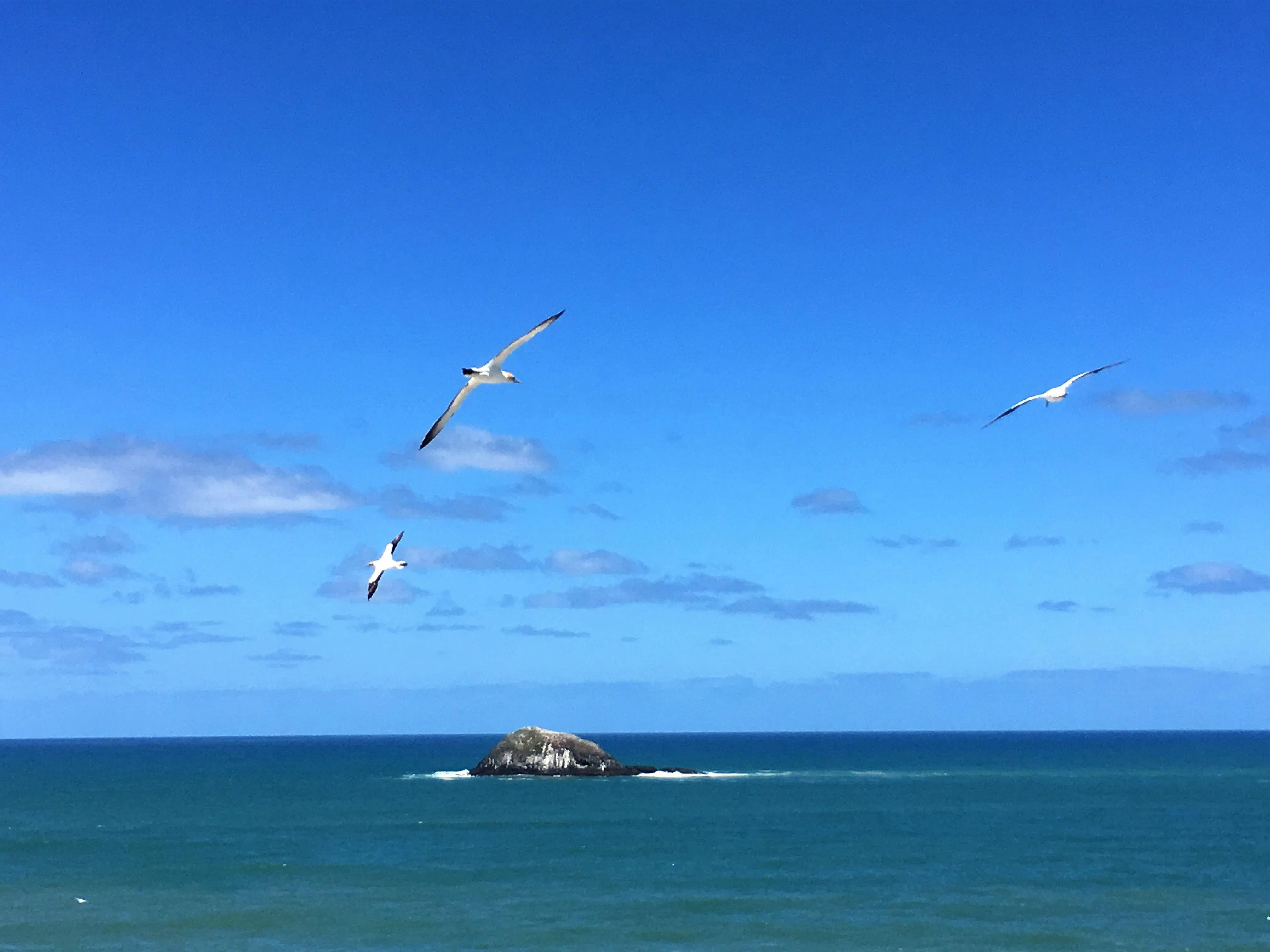 海阔天空，海鸥自由翱翔，怡然自得。（陈静芳摄）