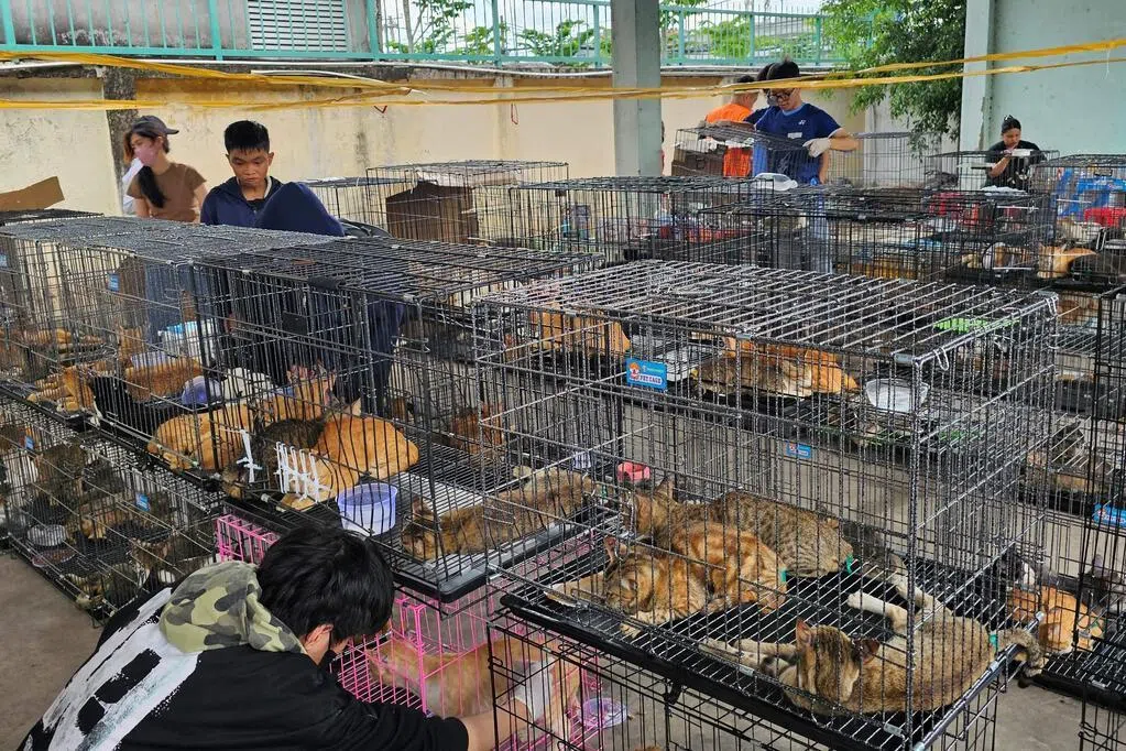越南捣毁跨省偷猫团伙 解救数百只猫逮捕九人