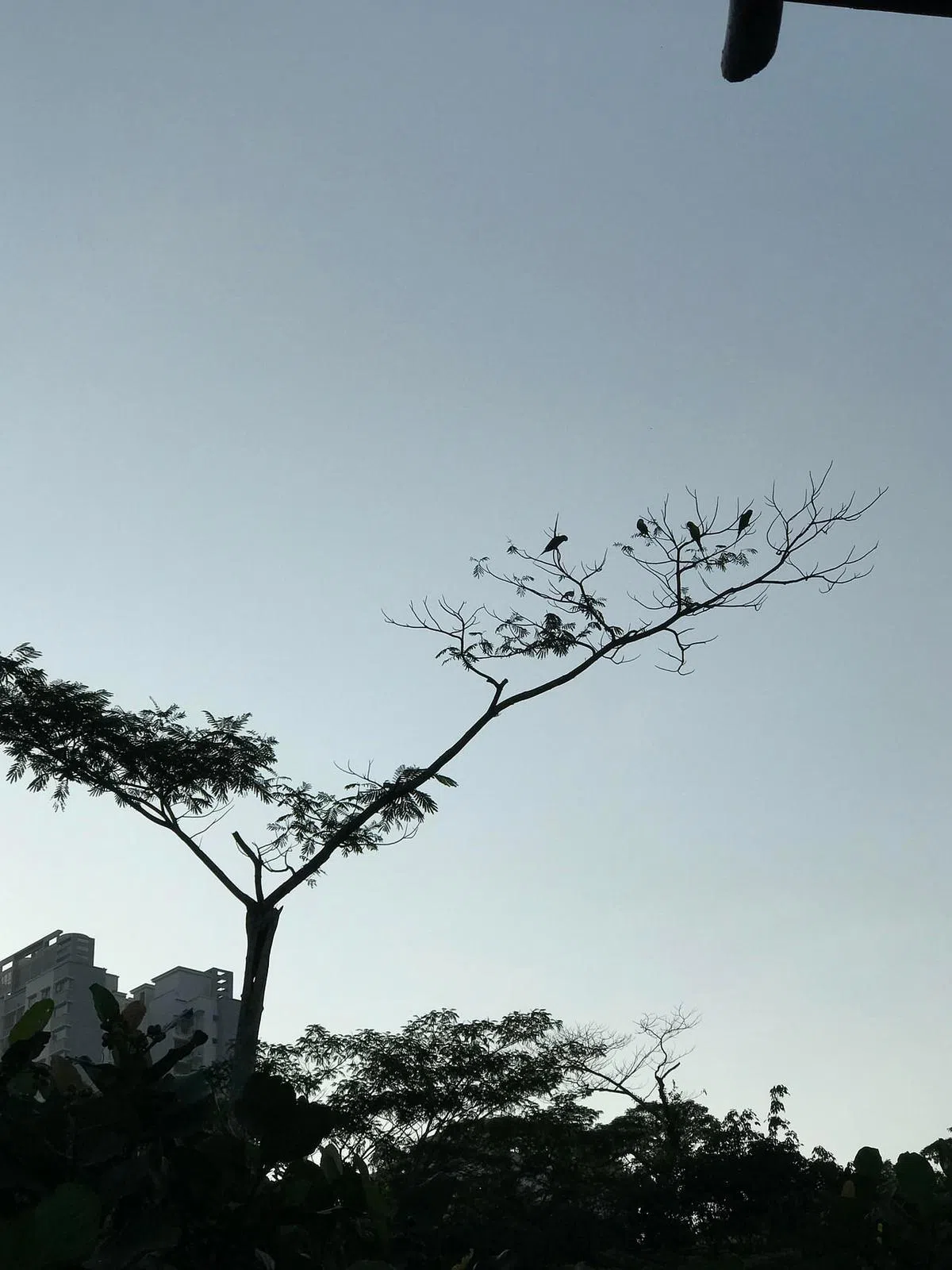 天刚亮，吉门营房次生林树枝头上“剪”出绿鹦鹉与鸽子的身影。