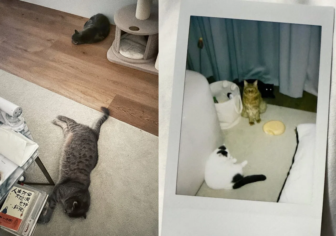 王冠逸从猫咪身上得到满满的爱。（取自王冠逸IG）