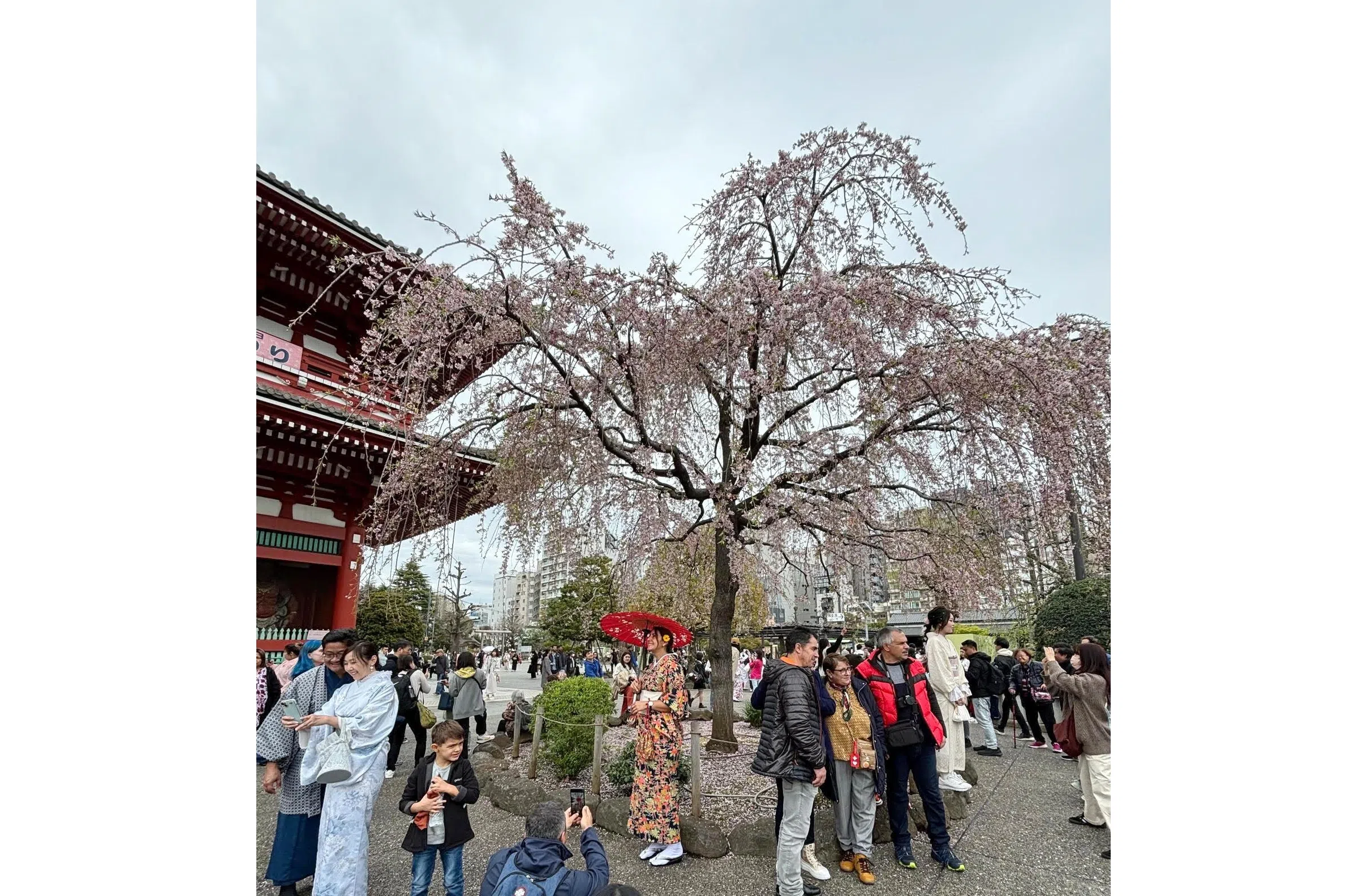 忽冷忽热的天气使樱花难开，让不少到东京上野公园赏花的游客扑了个空。 （符祝慧摄）