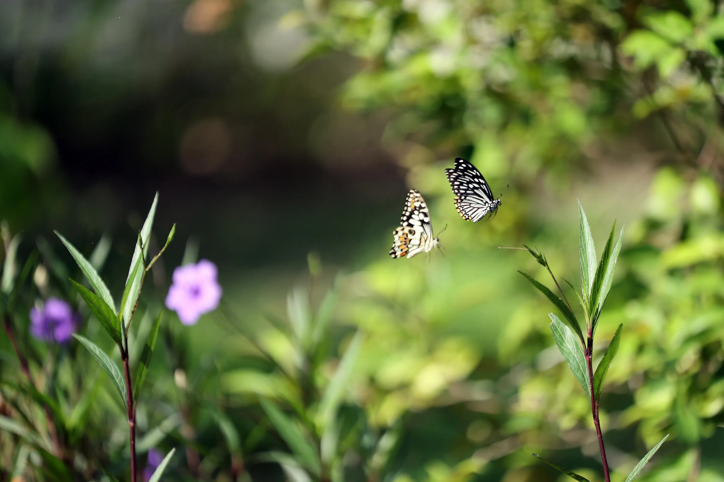 40fps预拍功能配合快速自动对焦锁定，成功捕捉到这对飞行中的蝴蝶。（谢智扬摄）