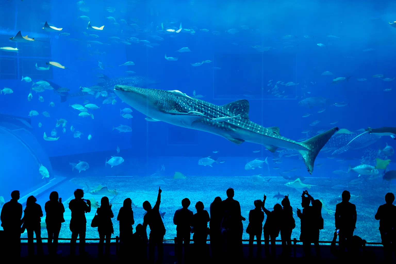 冲绳美丽海水族馆，让你享受亲子游的乐趣。（图/商家提供）