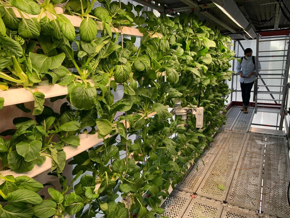 垂直高科技农场也种有绿叶蔬菜，每三到四周就能收成165公斤，可满足周边大约103户四口之家的三成蔬菜需求。（卢凌之摄）