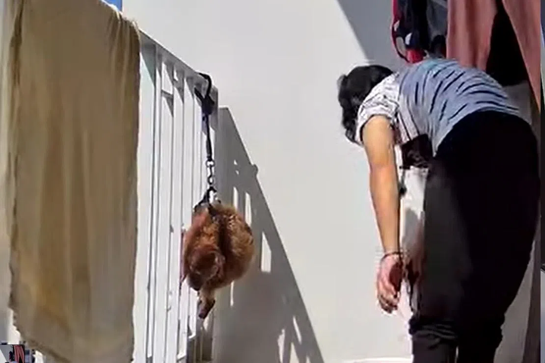 被告也涉嫌用牵绳把贵宾犬吊在围栏上晾晒。（取自脸书）