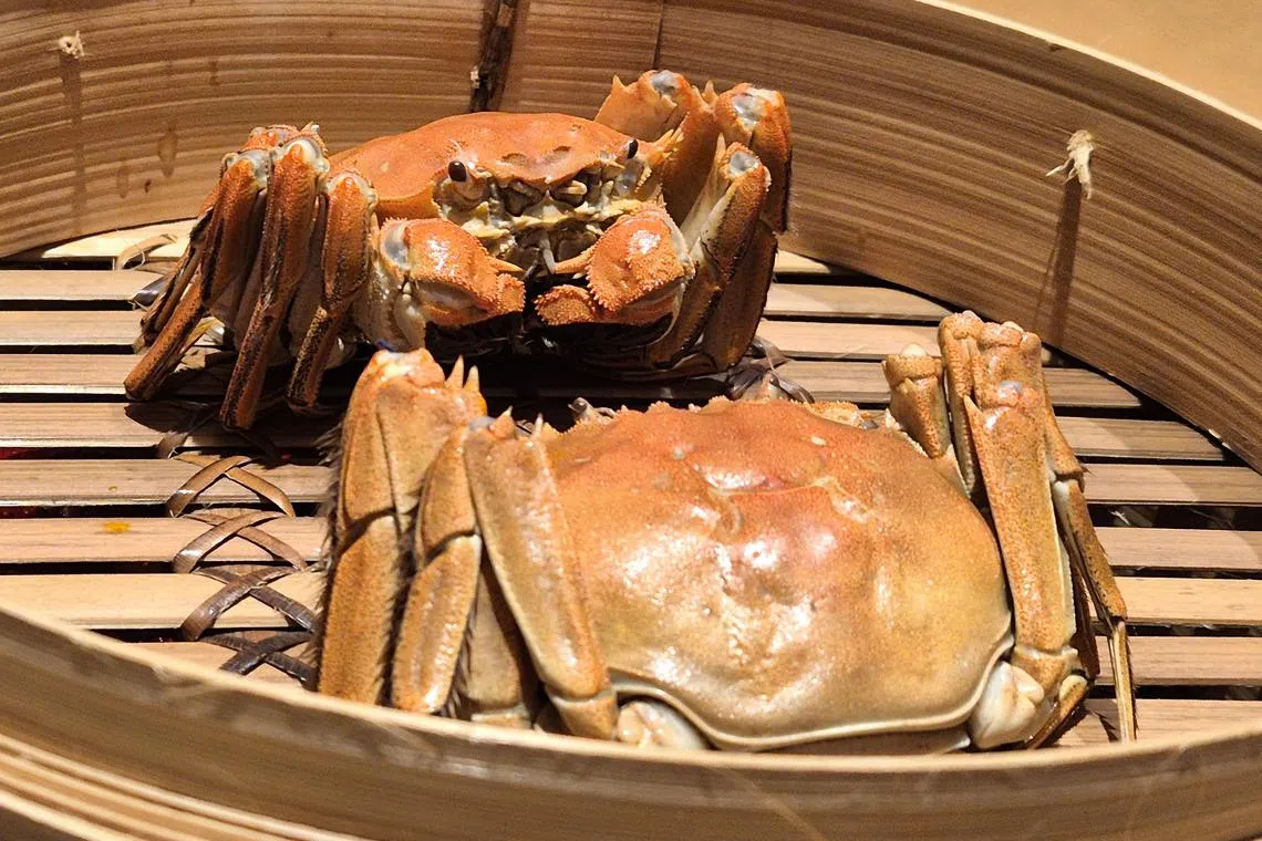 大闸蟹已登陆新加坡，准备以香浓蟹黄挑战食客味蕾。（陈爱薇摄）