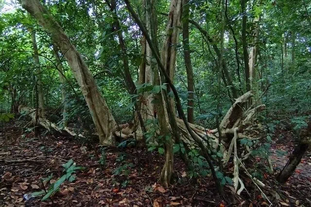 锯断成截的树桐，冒出成簇的幼枝。（辛羽摄）