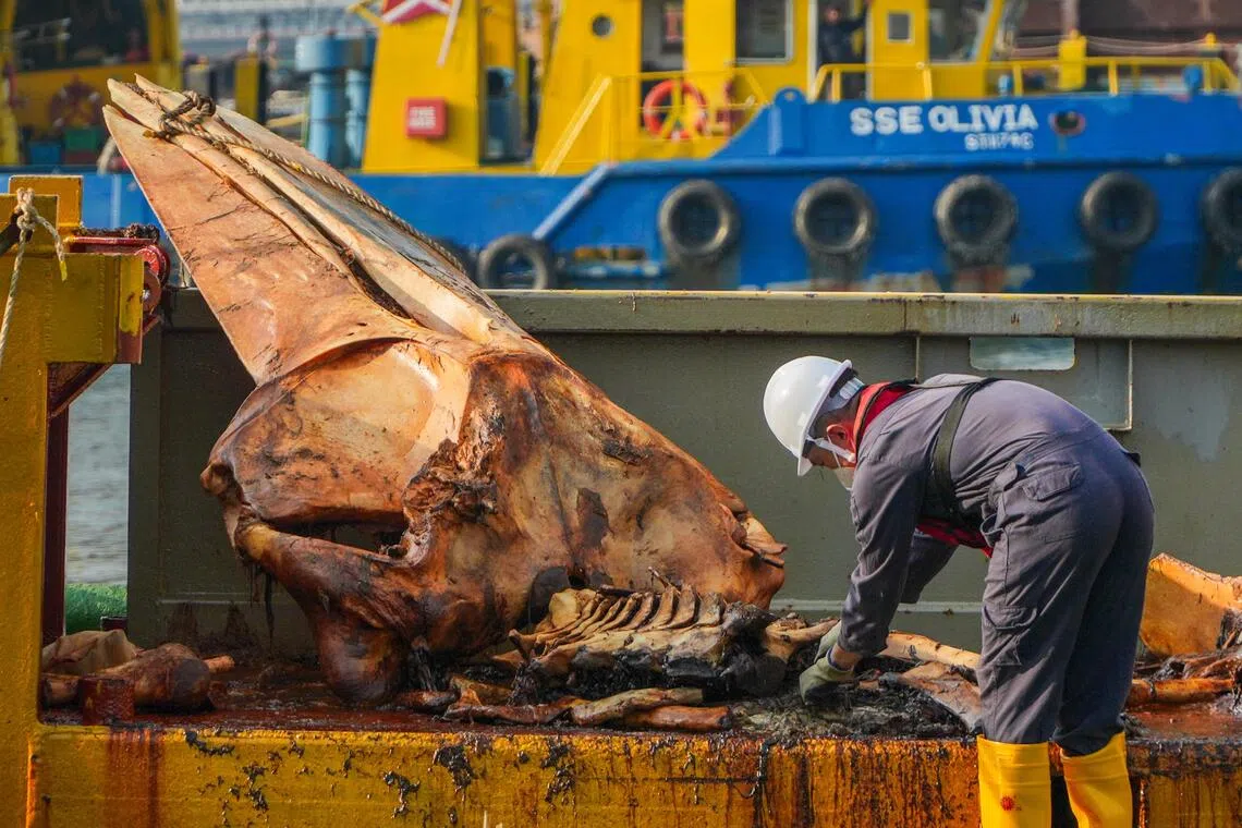 从鲸鱼遗骸上剥离骨架的工作已完成七成，预计下星期就可获得整个骨架。（林泽锐摄）