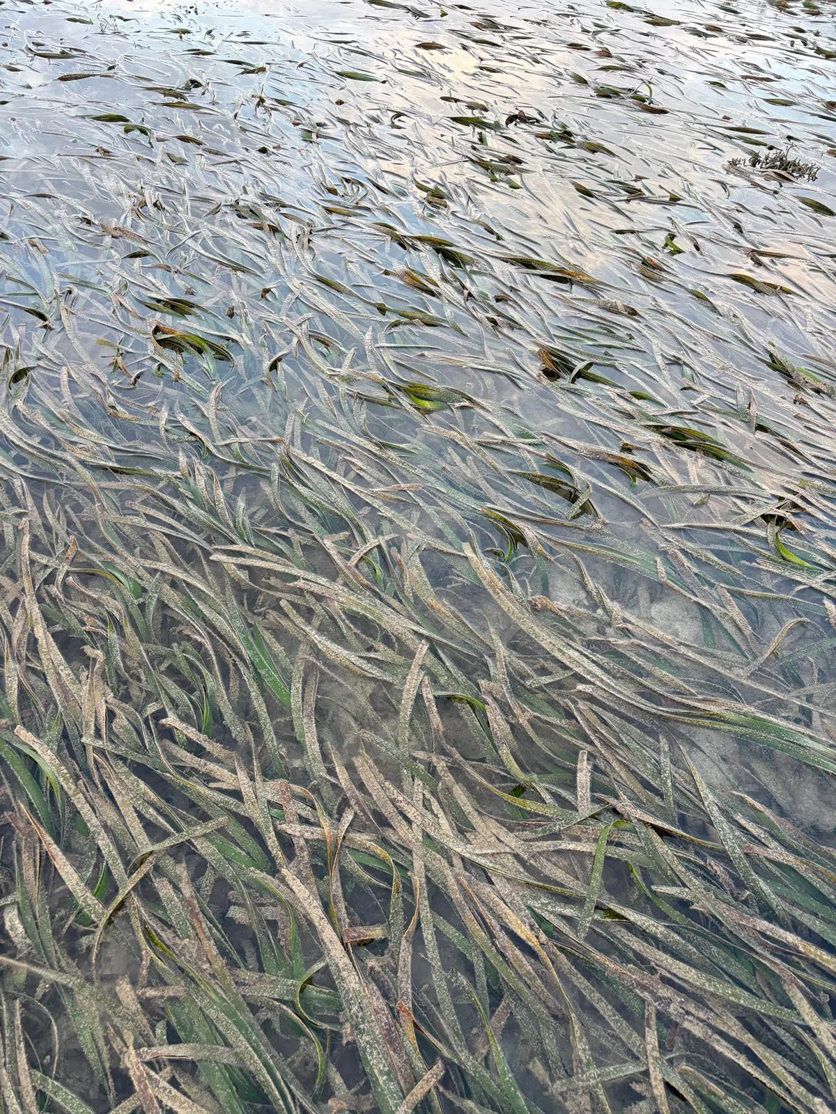 带状海草叶片最长，可达1.5米，地下茎粗壮，能形成稳定草垫。（受访者提供）
