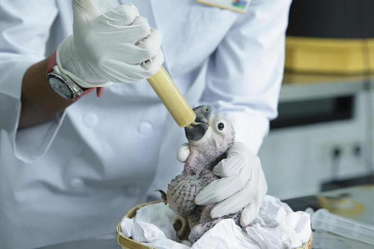 （万态保育集团提供）