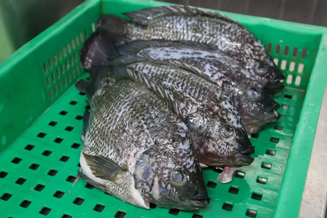 罗非鱼（tilapia）的生长环境，决定鱼肉是否带泥腥味。我国渔场目前用颗粒饲料，在海水养殖罗非鱼，这种名为“新洲非鱼”的海水罗非鱼，肉质细嫩且不带泥腥味。（档案照片）