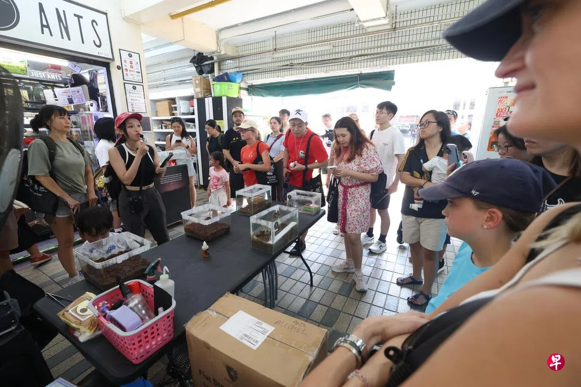 从古早味饼干到奇趣蚂蚁店 首场义顺中邻里之旅开跑