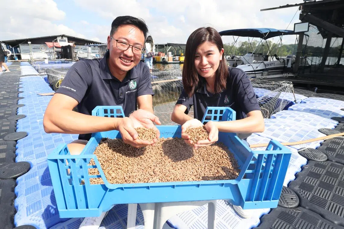 蓝色桶里满满蠕动着的就是黑水虻幼虫。Ento Industries创办人潘颂恩（左）及苏雯婷，五六年前便萌生以黑水虻处理回收厨余垃圾的创意，而今更进一步将黑水虻吃食厨余产出的幼虫充当罗非鱼饲料，促进本地食物生产与厨余垃圾再利用的良好循环生态。（郑一鸣摄）