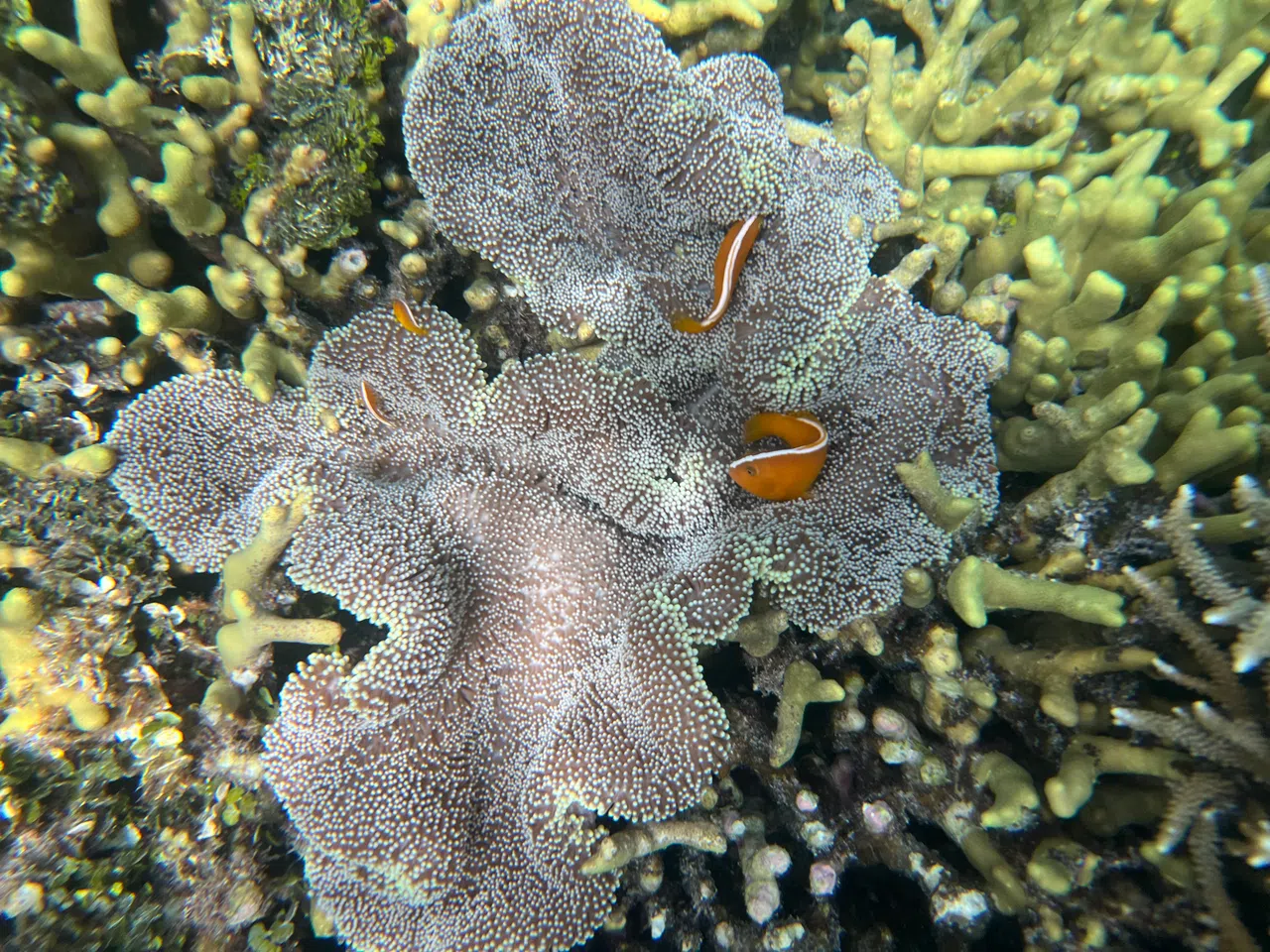 只要浮潜就能看见海底丰富的生态。（叶孝忠摄）