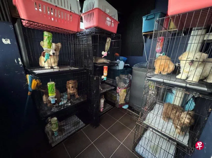 被告顺达拉协助团伙暂时寄养走私动物，猫狗被关在组屋单位阳台的笼子和宠物运输箱内。 （取自法庭文件）