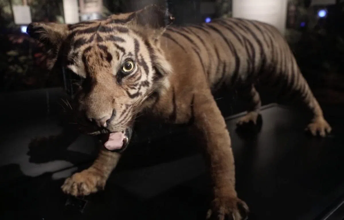 华人苦力遭到老虎的袭击，成百人命丧虎口。（视频截图）