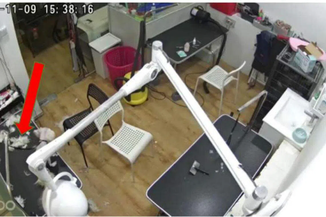 被告案发前正在为一只10岁白色玛尔济斯犬修剪狗毛，她离开片刻抽烟休息，回返时发现狗儿跌落美容台，被脖子上的皮带活活勒死。（国家公园局提供）