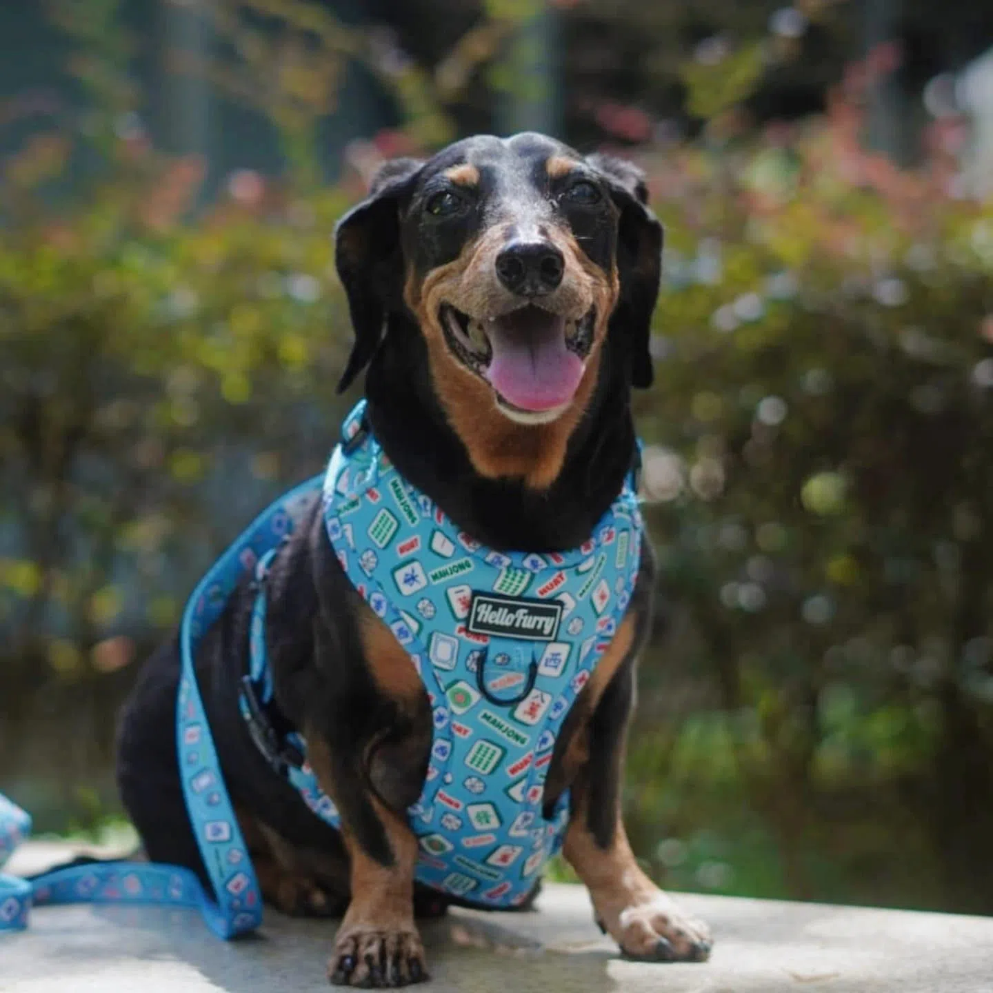 宠物主人重视毛小孩的穿搭配件，陈思其捕捉到这一需求，在过年前推出麻将设计的宠物背带、蝴蝶领结和牵引绳等时尚单品，以赢得消费者青睐。（受访者提供）