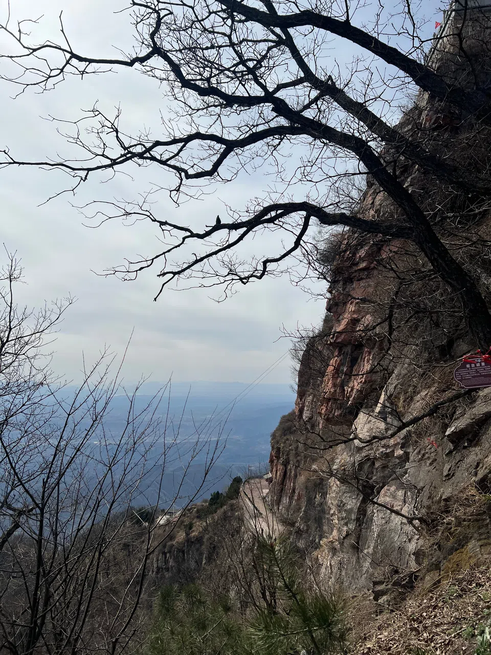 王屋山悬崖上的怪树。（王振宇摄）