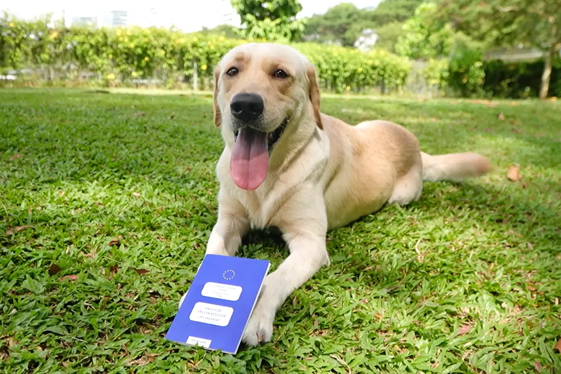 Butter属于大型犬，乘坐飞机出国时，依航空公司的要求必须放置在笼子里托运。（视频截图）