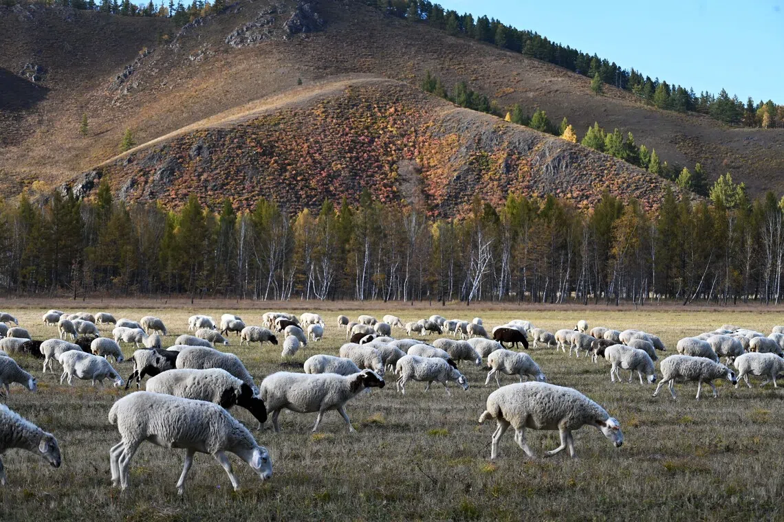 山丘下牧。（吴伟承摄）
