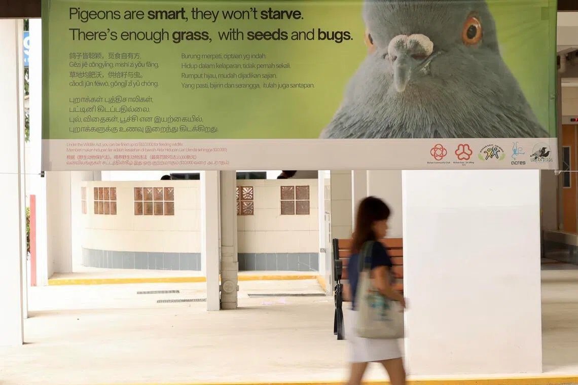 “鸽子皆聪颖，觅食自有方；草地均肥沃，供给籽和虫”；张挂在碧山第193座和第195座组屋之间有盖走廊的另一幅“请勿喂鸽”五言诗。（邬福梁摄）