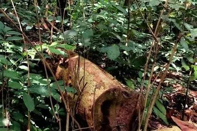 从树桩或倒卧树干上长出的枝条，叫作“萌蘖枝”。（辛羽摄）