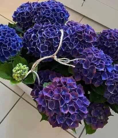 木村心美为妈妈准备的礼物是一束紫蓝色绣球花。（互联网）