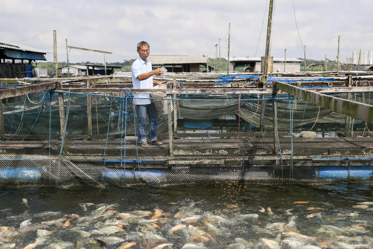 粘金棒是Grand Pacific Fishery的负责人，渔场每个月能生产15公吨的新洲非鱼。（卓祾祎摄）