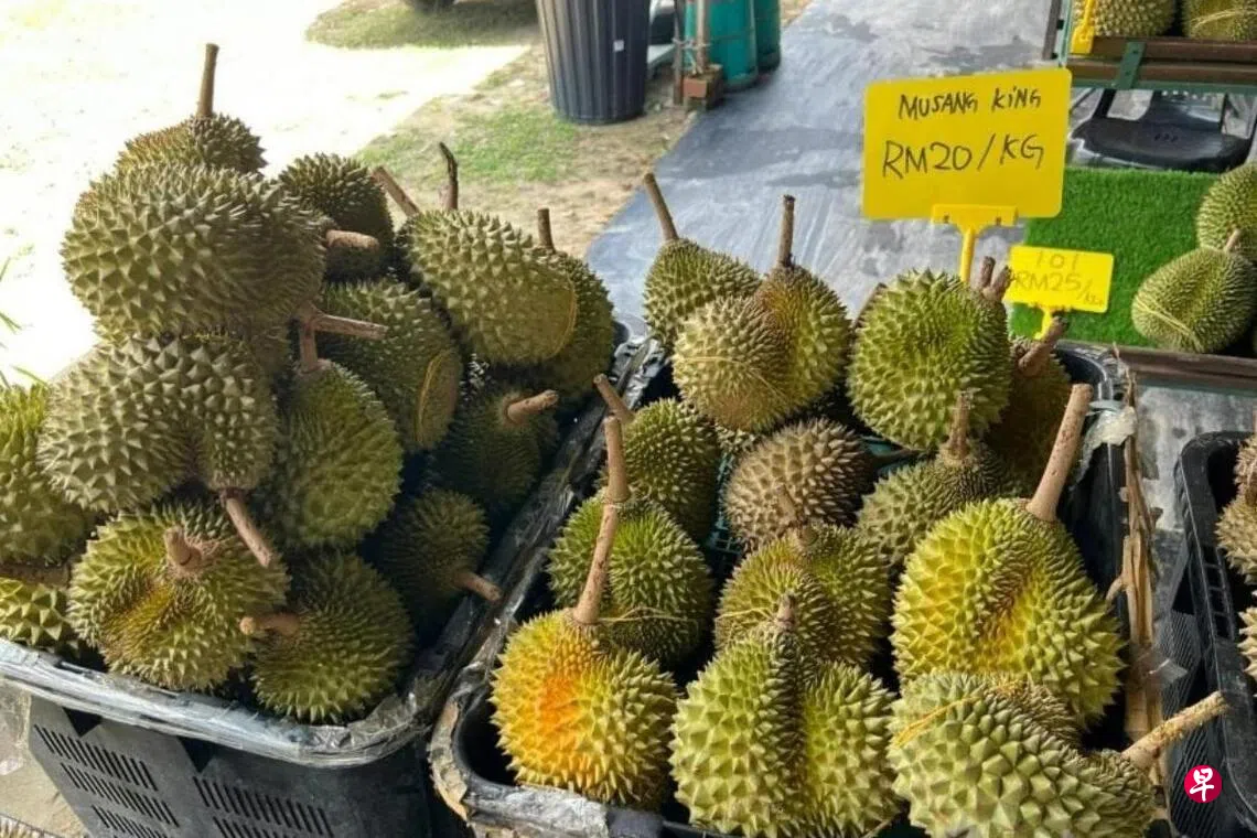 马国榴梿产量过剩价格显著下跌| 联合早报