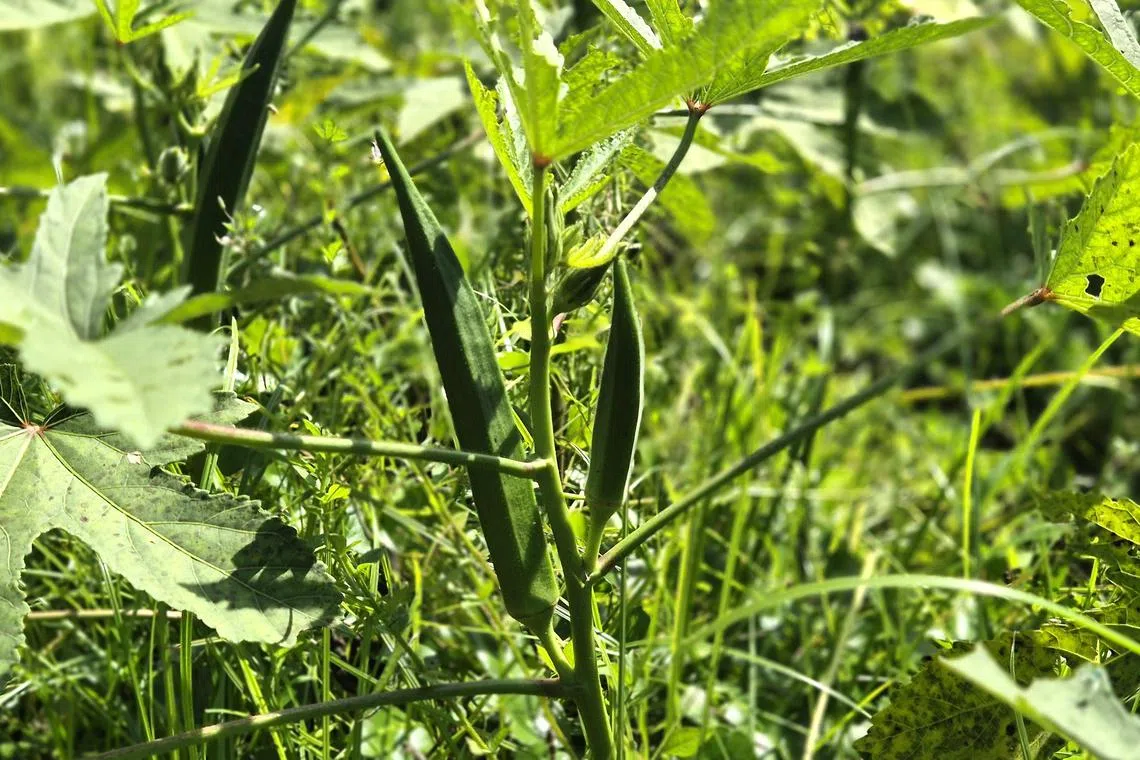 现摘现吃的羊角豆特别脆嫩。（陈爱薇摄）