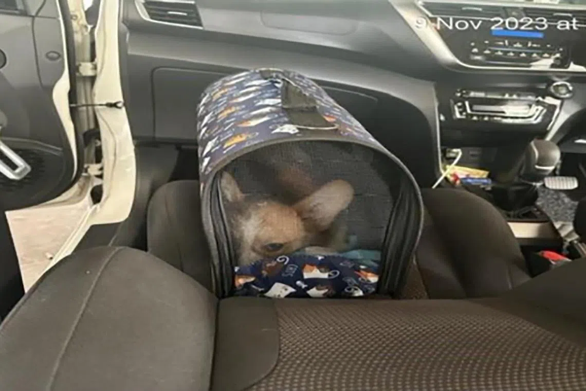 走私的柯基犬被发现藏在被告车里的宠物运输箱。（公园局提供）