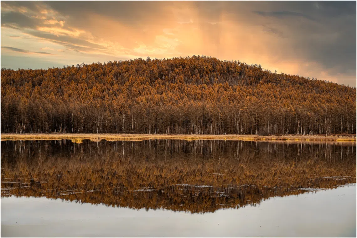 山影桦林。（吴伟承摄）