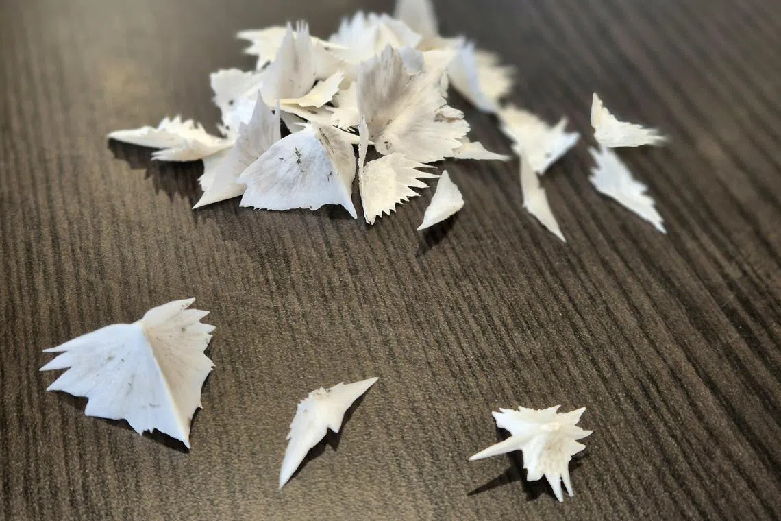 鲟龙鱼不同部分的鱼鳞，晒干了还真好看。（陈爱薇摄）