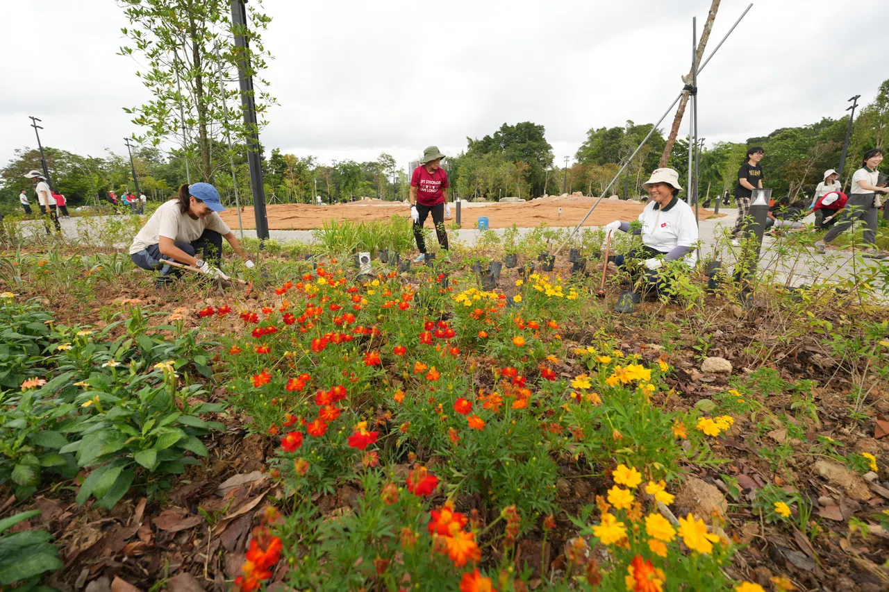 150名居民、基层领袖和学生，星期天上午在星和园植树，为9月重新开放做好准备。（谢智扬摄）