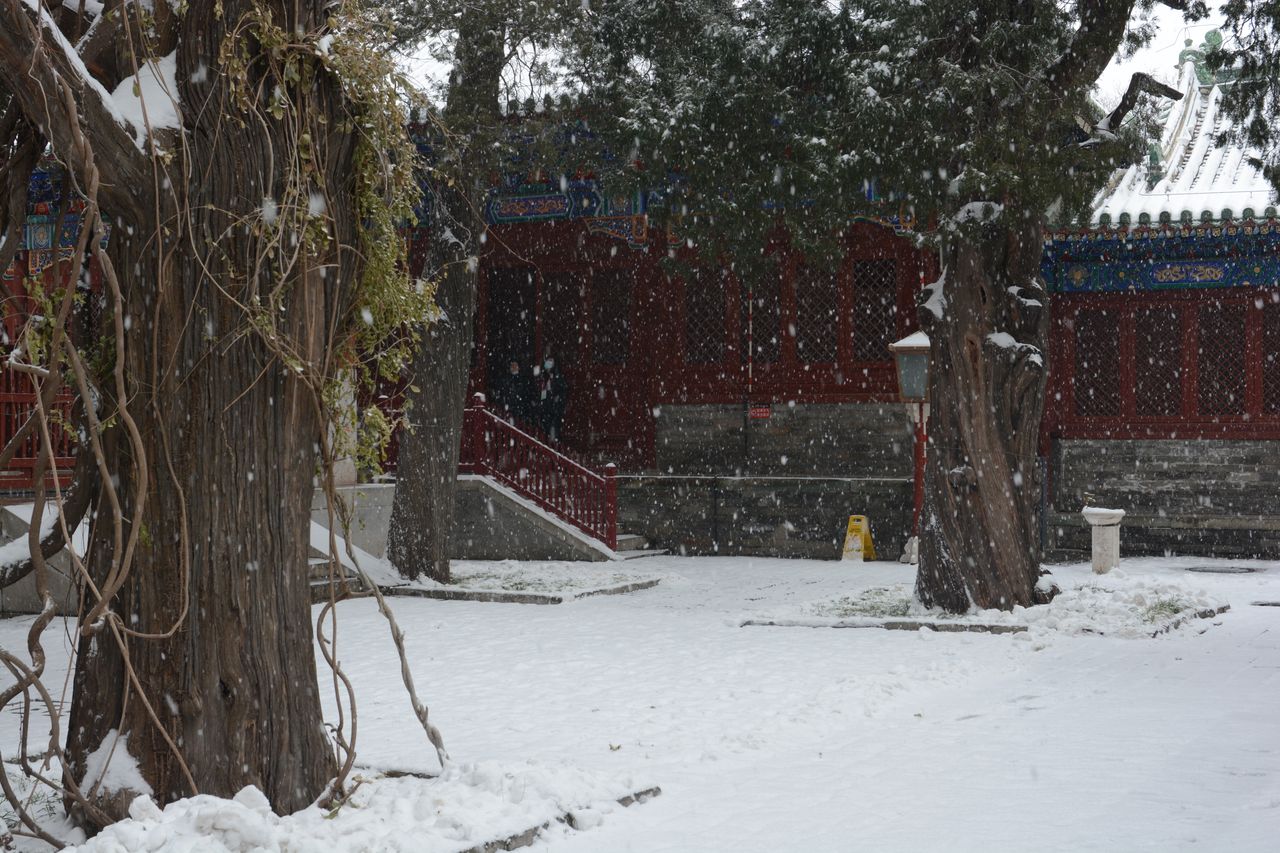 老树，白雪，红墙。