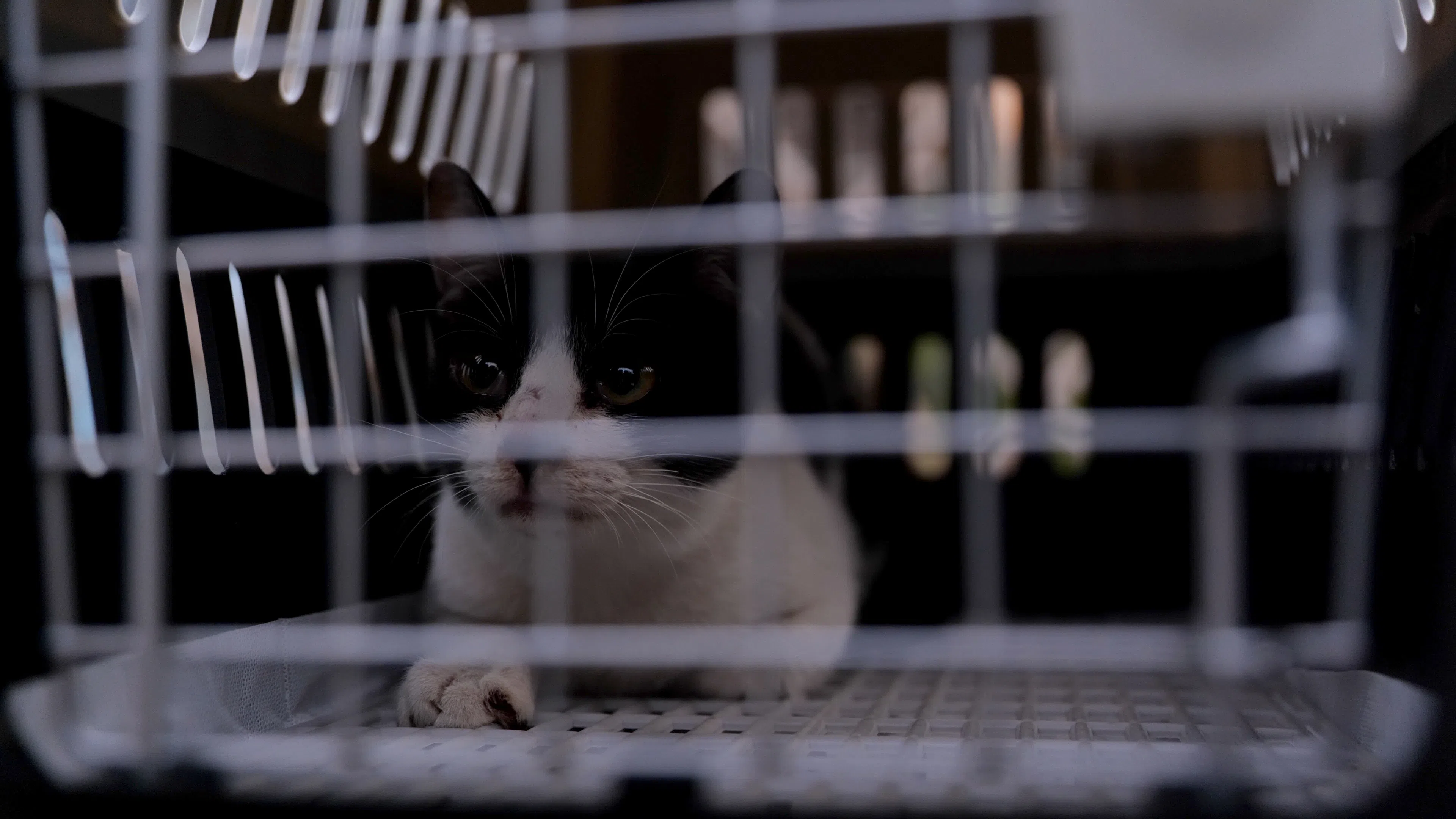 《毛家》让观众正视流浪动物被遗弃的问题，审思生命价值。（新加坡电影协会提供）