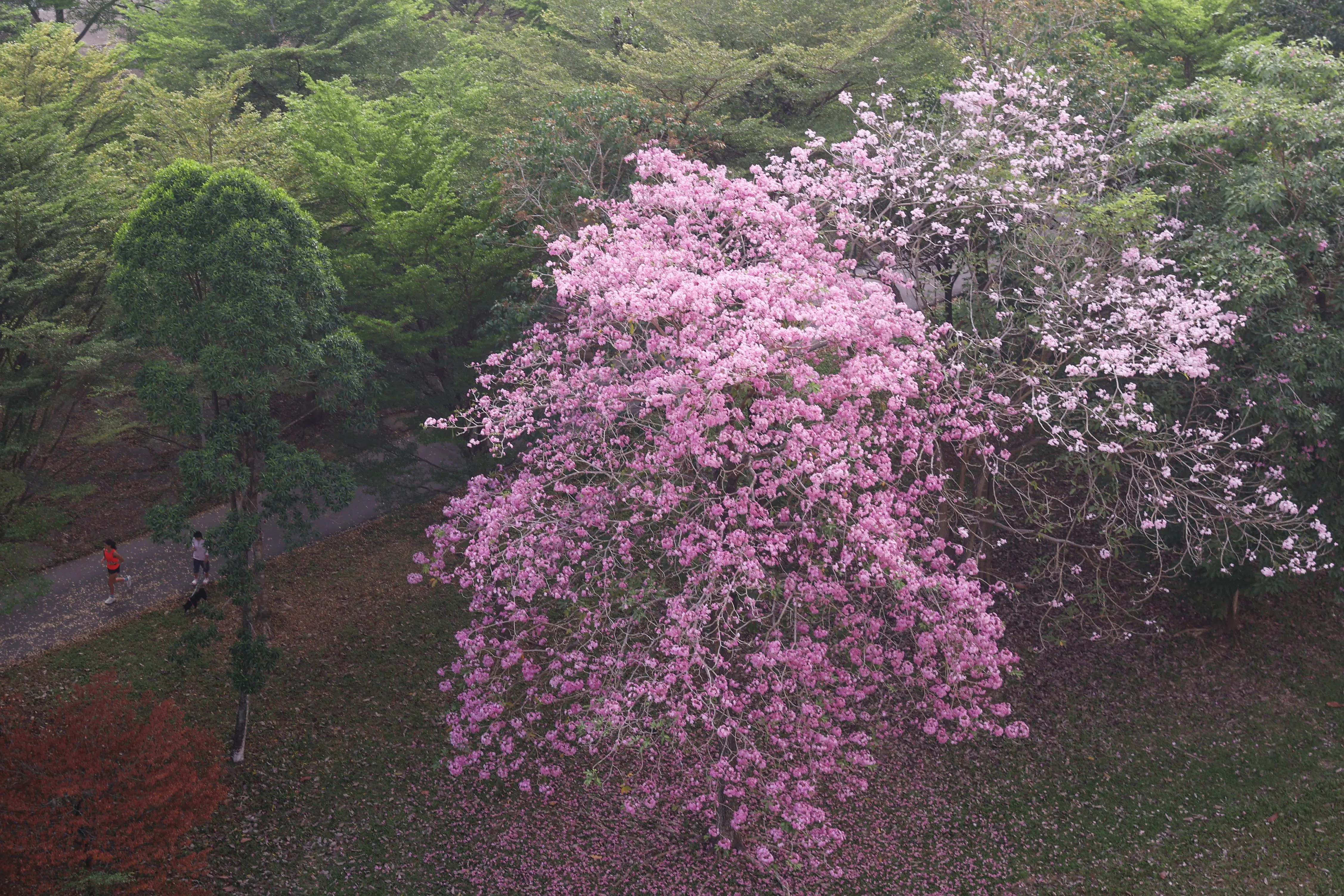9月30日，碧山公园的晨跑者，与这短暂的风铃木花开不期而遇。（蔡家增摄）