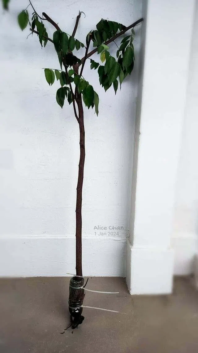 通过高空压条技巧，曾秋莲从朋友家杨桃树的枝条培育出根系，再移植到自家走廊的盆栽中。（受访者提供）