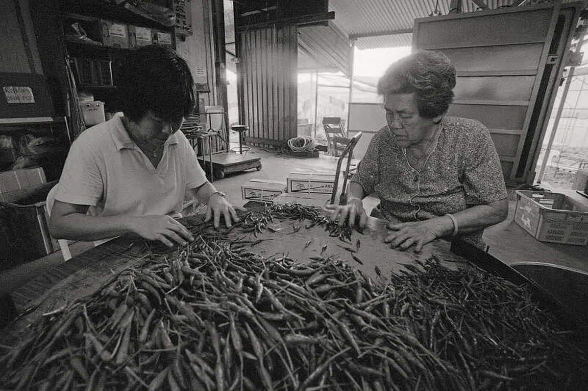 胡惠颖祖母（右）与姑姑在农场工作。（胡惠颖摄）