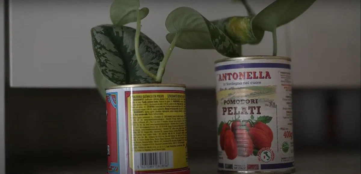 食品罐头洗净后就能成为植物的家。（视频截图）