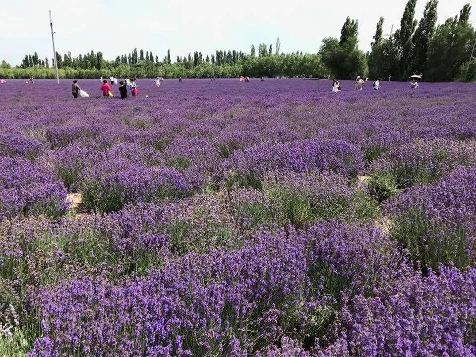 喜爱沉浸在一片紫色薰衣草的花浪里，可以选择6、7月到访伊犁河谷数万亩盛花期的薰衣草庄园。（王华儿提供）