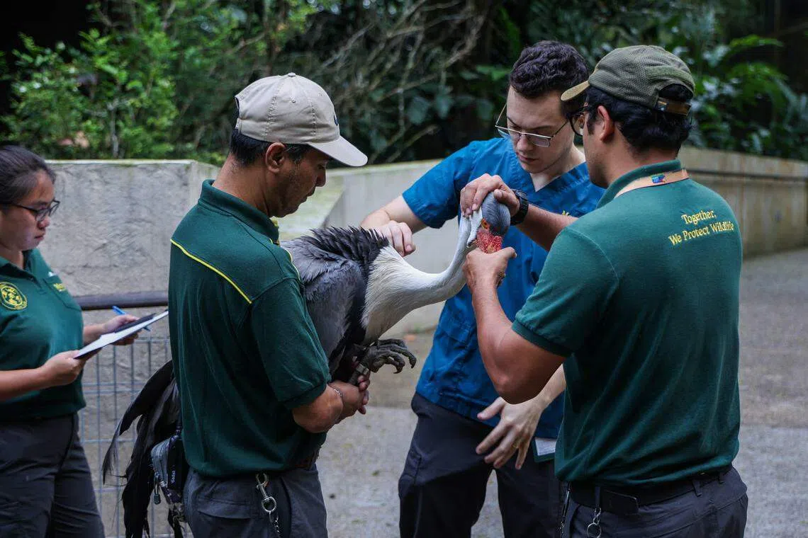饲养员抱起大型飞禽肉垂鹤（Wattled Crane）后，兽医团队先检查，确保飞禽没有受伤，状态适合搬家。（白艳琳摄）