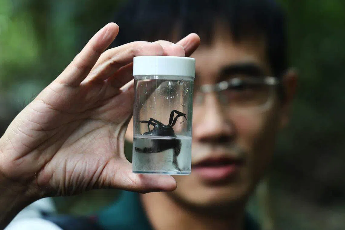 公园局国家生物多样性中心经理黄家俊博士负责沼泽森林蟹的繁殖研究工作。（陈渊庄摄）