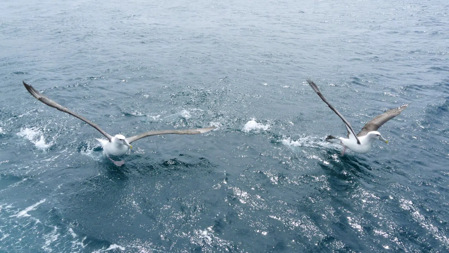 海上信天翁展翅可达3米，犹如一架小型飞机。（施莉芳摄）