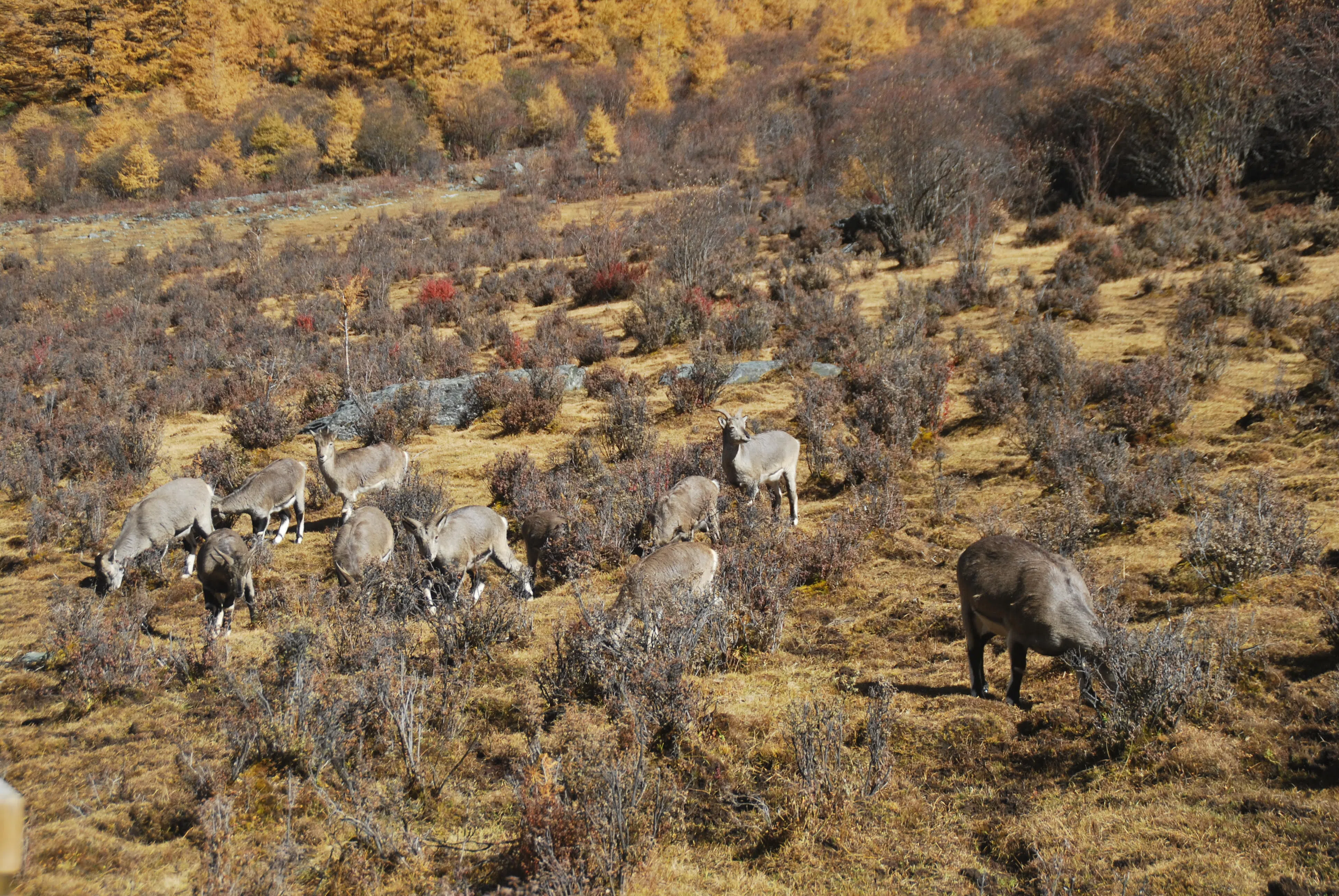 难得一见的岩羊，在洛绒牧场频繁出现。（王雅玉摄）