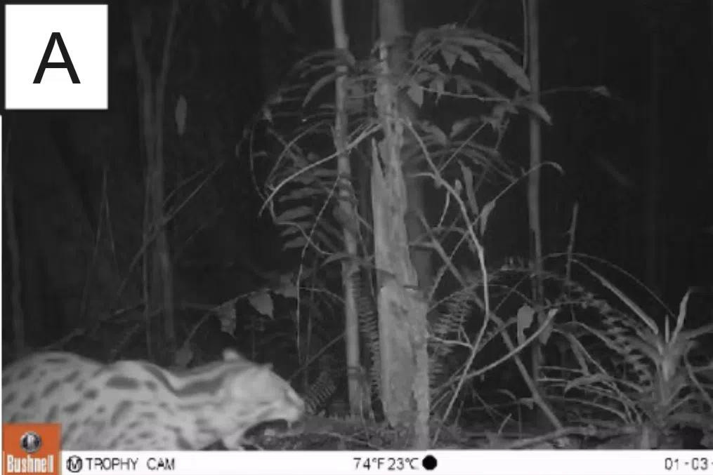 豹猫以夜间活动为主，遇到危险会迅速上树。（取自环评报告）