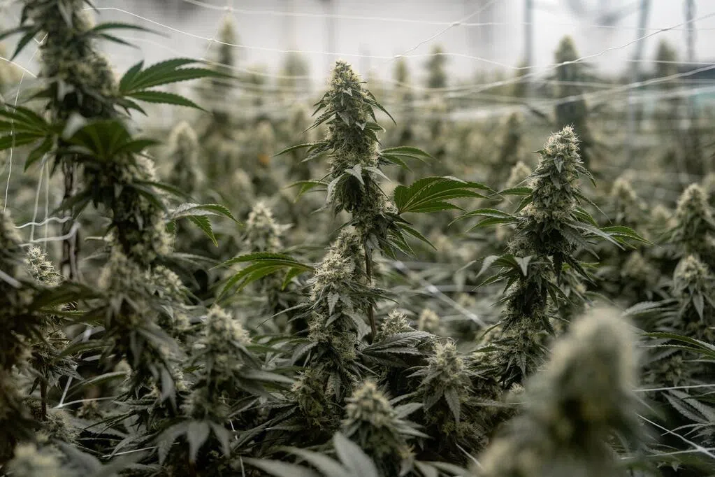 联合国监管机构：新型合成毒品以前所未有速度增加