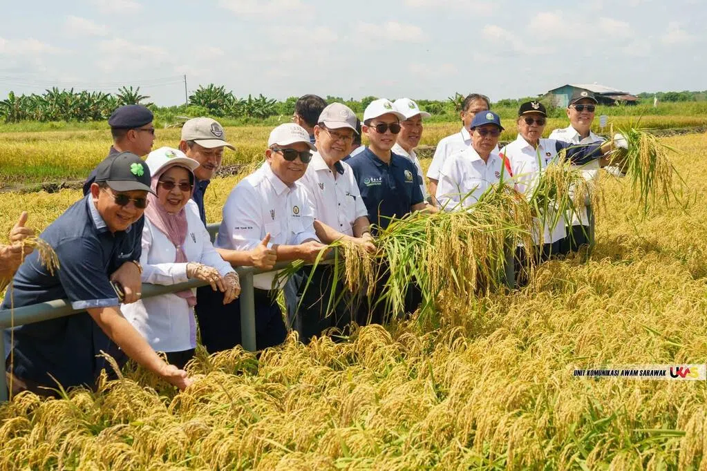 砂拉越成功大量种植多年生稻米
